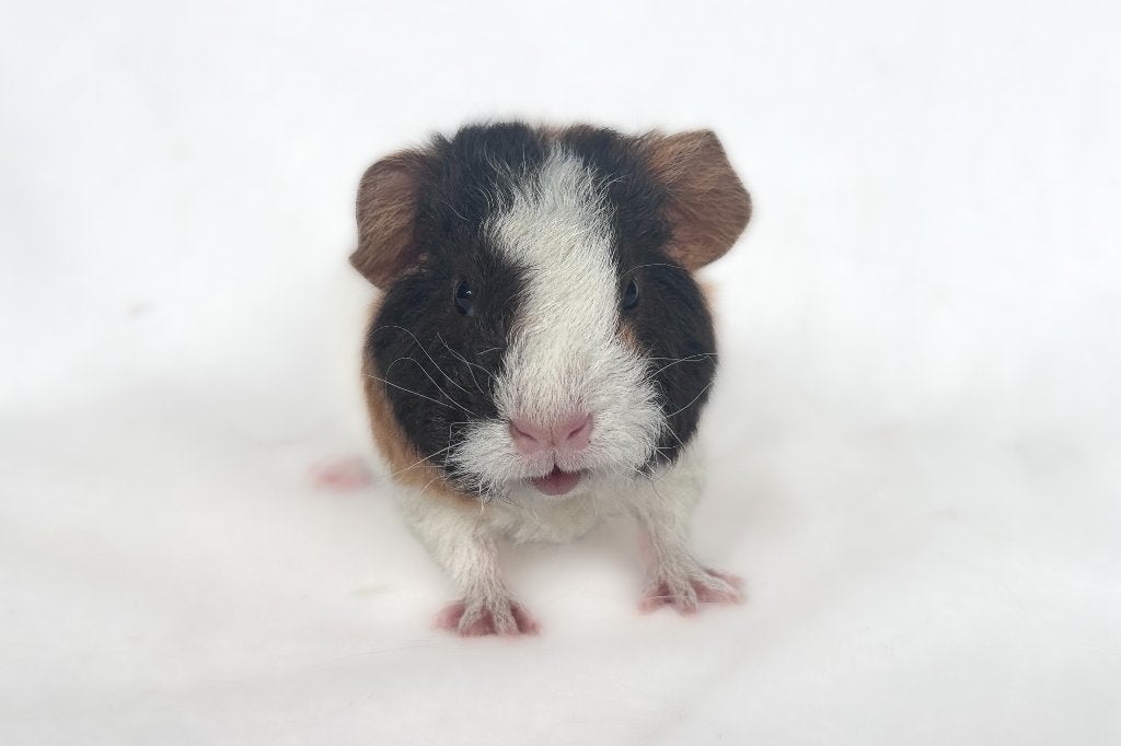 Prachtig US Teddy Zeug Choco Buff Wit, Dieren en Toebehoren, Knaagdieren, Cavia, Vrouwelijk, Mei, Tam