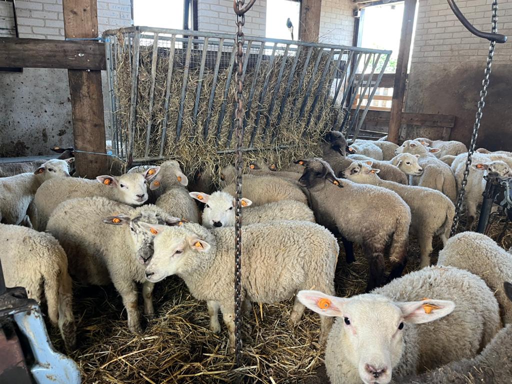 WeideRammen, Meerdere dieren, Schaap