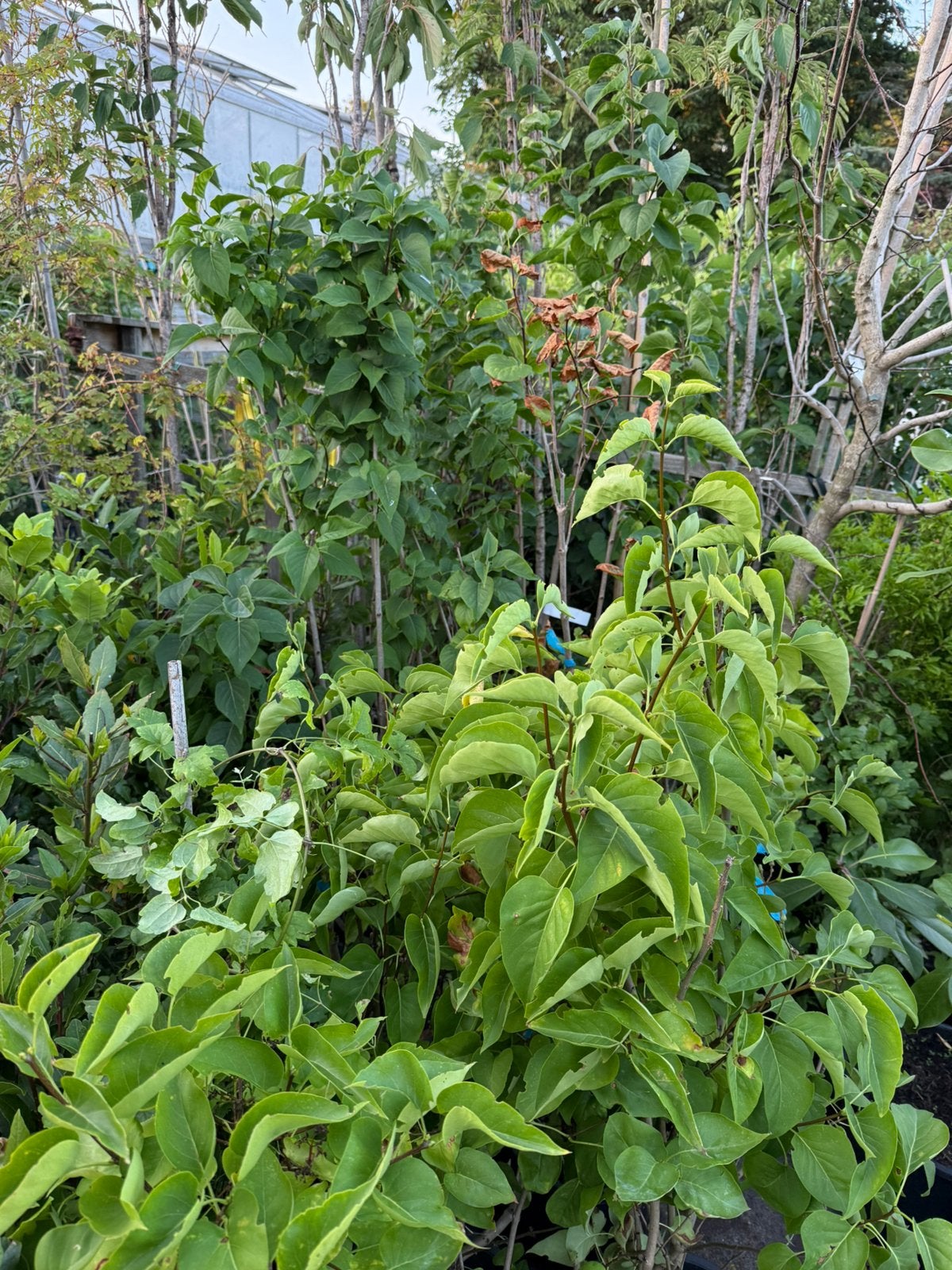 Seringe planten partijtje 10 stuks dikke vertakt stunt, Ophalen, Overige soorten, Minder dan 100 cm