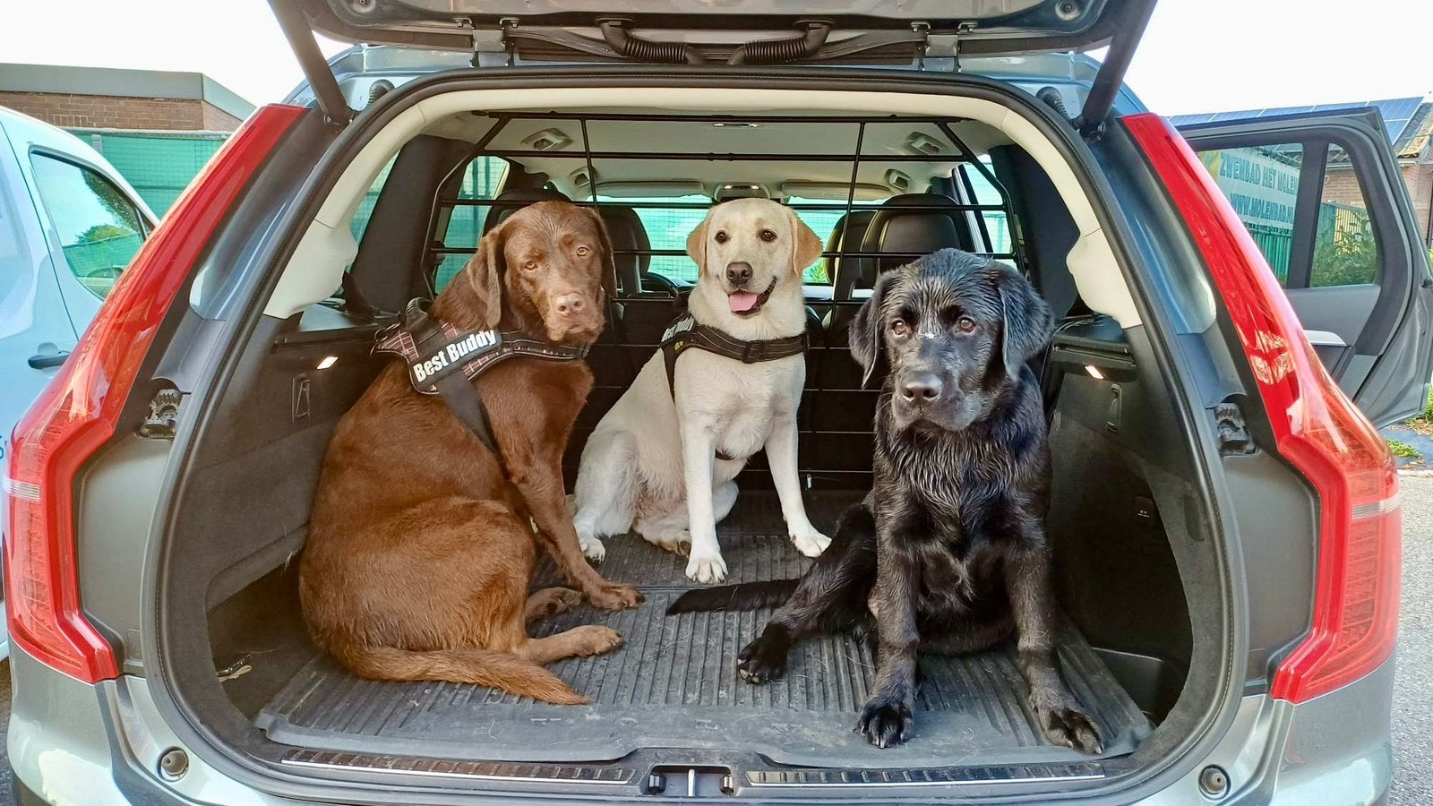 Labrador hondenoppas aangeboden, Diensten en Vakmensen, Dieren | Honden | Verzorging, Oppas en Les, Particuliere oppas