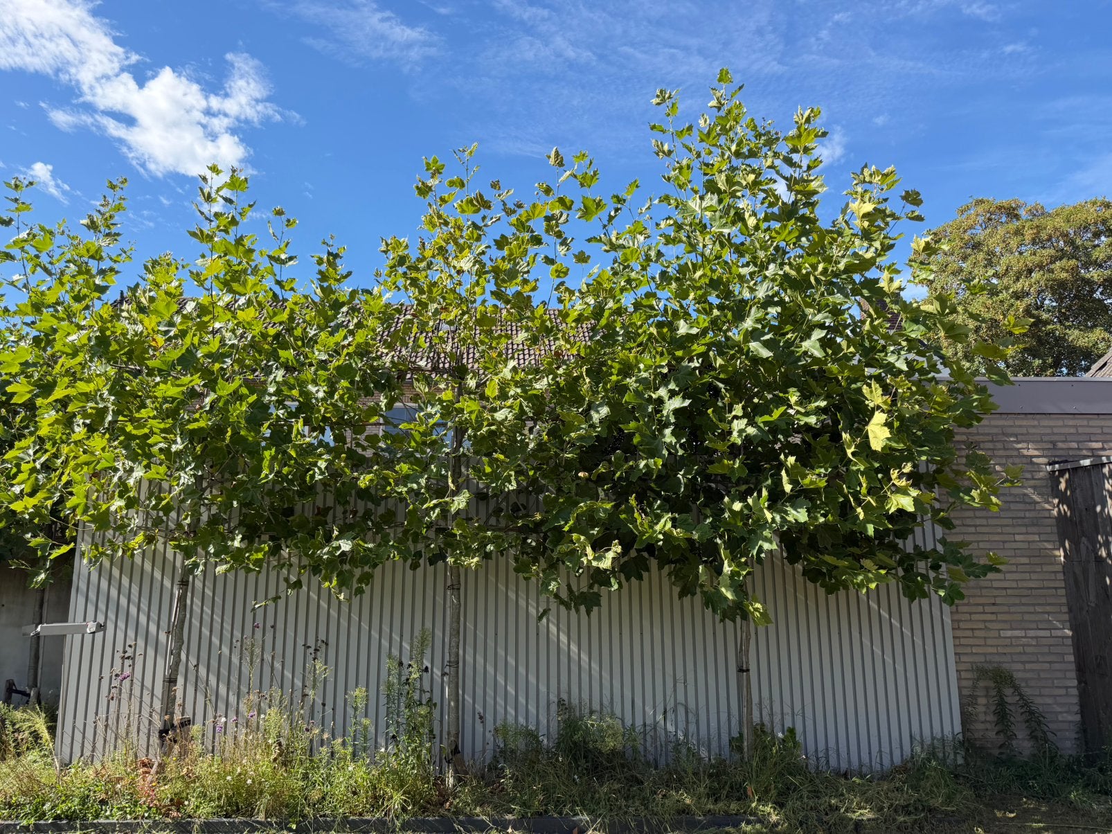 Mooie lei platanen 7 stuks, Ophalen, Overige soorten, 100 tot 250 cm