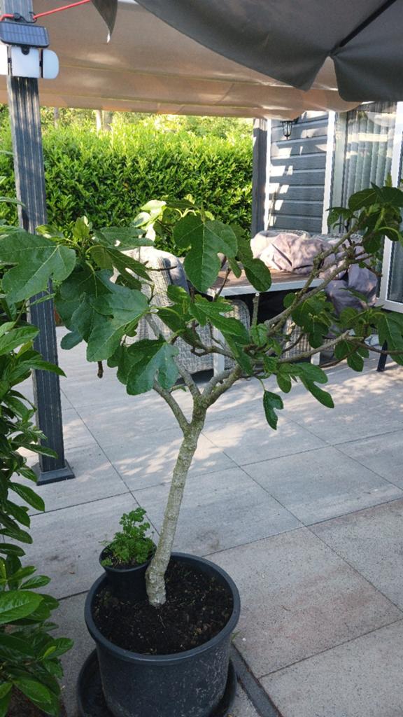 Vijgen boompjes, Tuin en Terras, Planten | Bomen, Bloeit niet, Overige soorten, Minder dan 100 cm, Ophalen