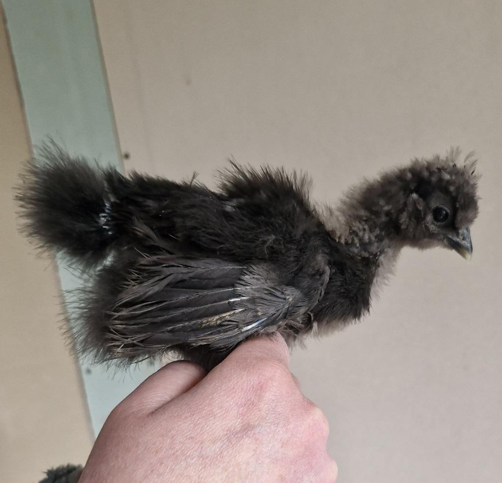 USA zijdehoen haantje zijdeveer zwart, Dieren en Toebehoren, Pluimvee, Mannelijk, Kip