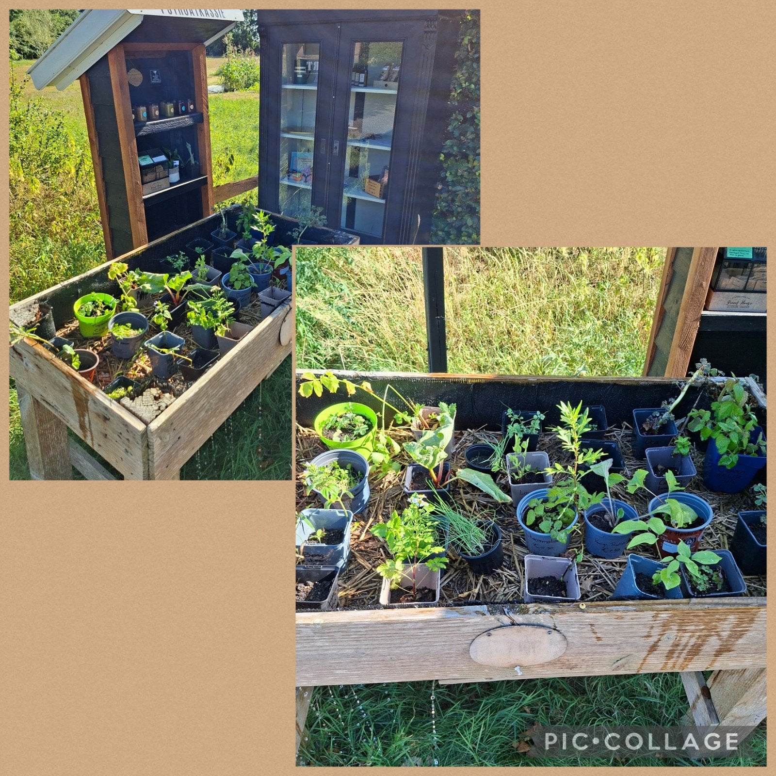 Biologische planten en stekken, Tuin en Terras, Ophalen of Verzenden, Volle zon, Overige soorten, Minder dan 100 cm