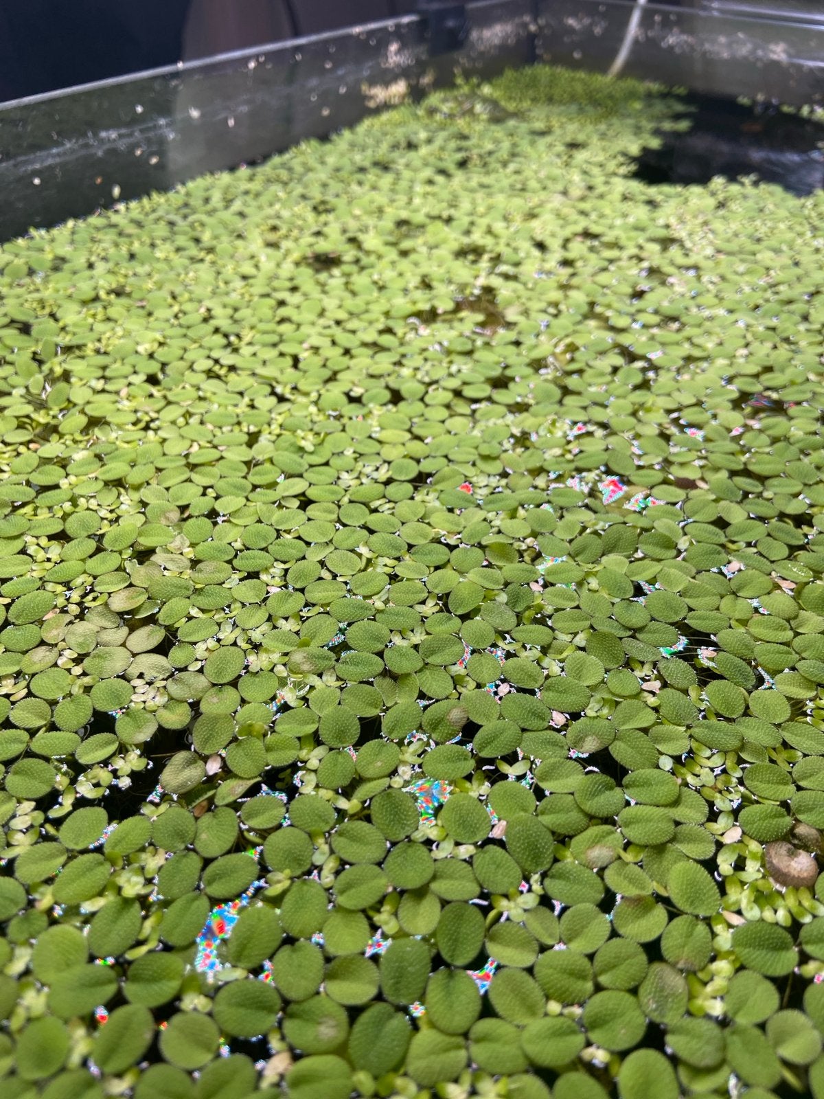Aquarium drijfplant, Ophalen