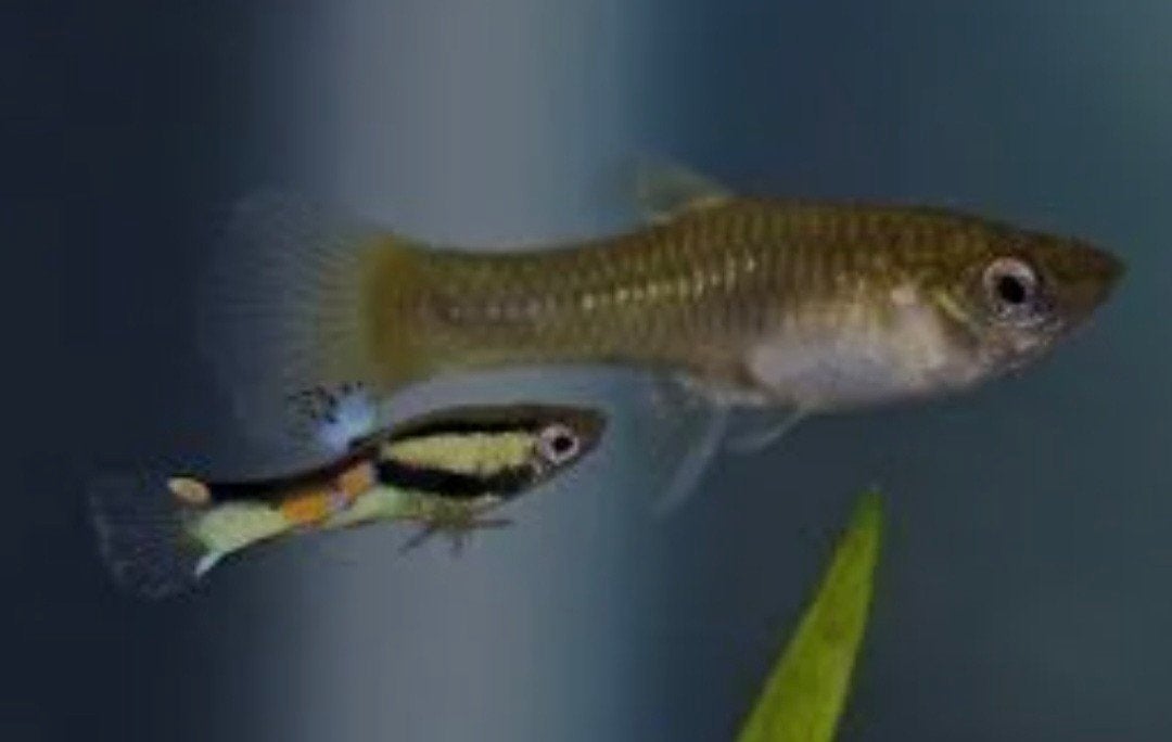 jonge guppies, Dieren en Toebehoren, Vissen | Aquariumvissen, Vis