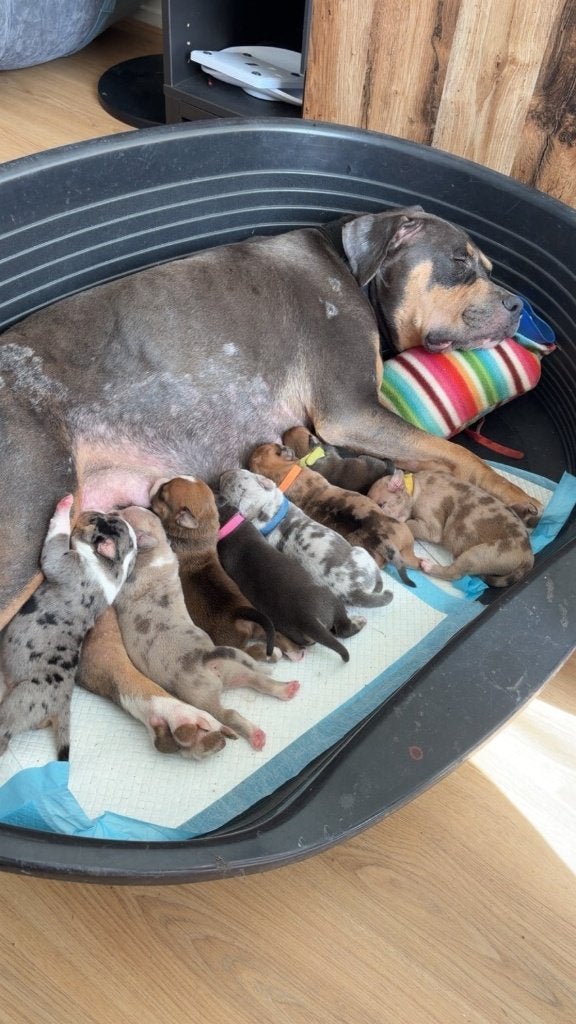 AMERICAN XL BULLY PUPPYS, 8 tot 15 weken, Bulldog, Meerdere, Meerdere dieren