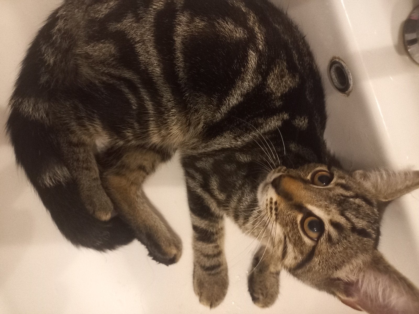 2 Speelzame, Zindelijk katertjes!, Meerdere dieren, Kortharig, 0 tot 2 jaar
