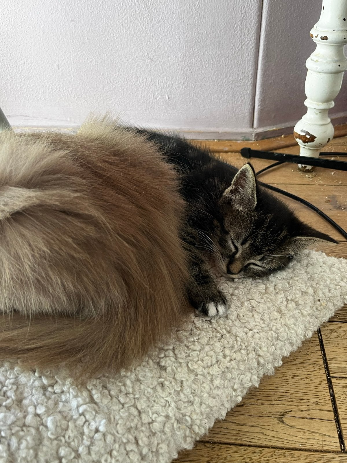 Kittens, Dieren en Toebehoren, Meerdere dieren, 0 tot 2 jaar