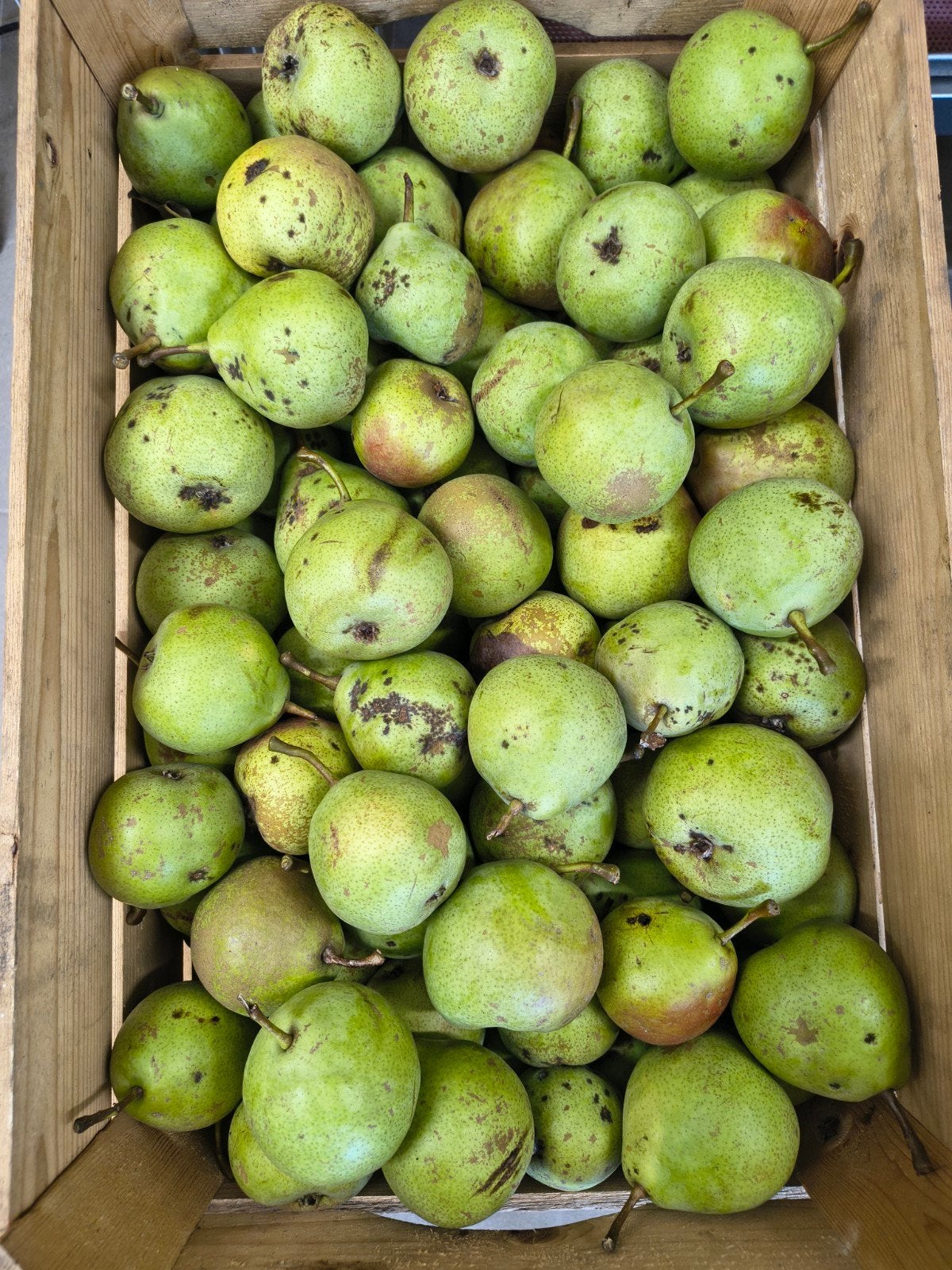 Stoofperen biologisch, Ophalen
