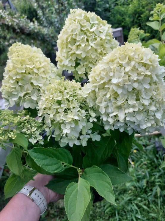 Hydrangea paniculata 'little spooky', Vaste plant, Halfschaduw, Lente, Ophalen