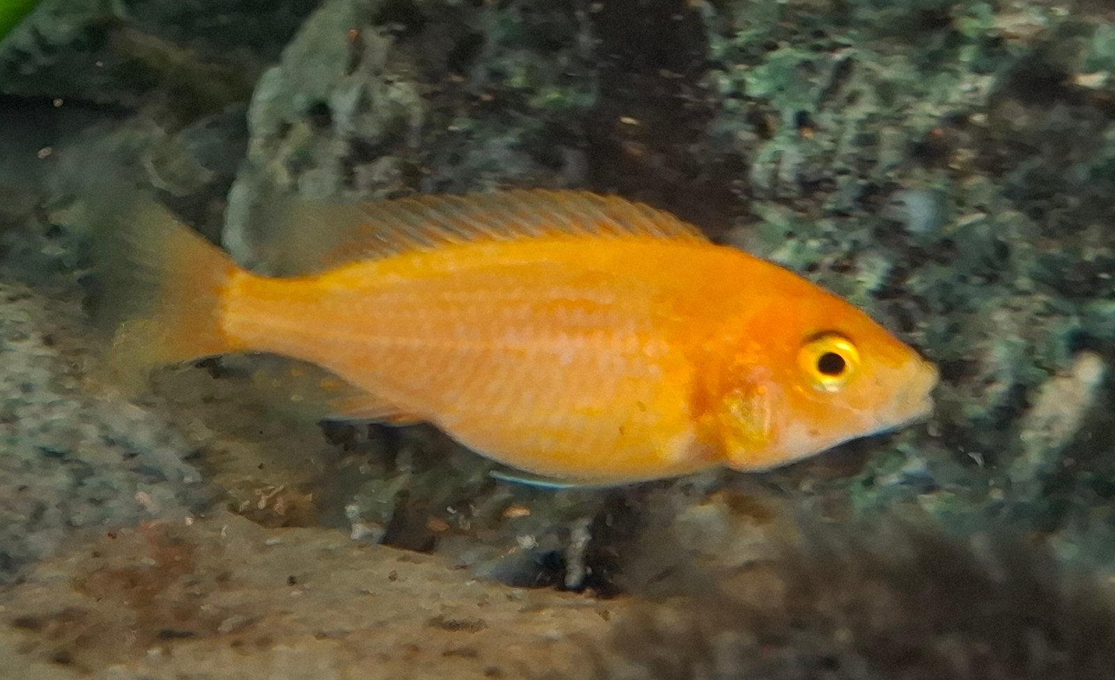 aulonocara fire fish vrouw malawi cichliden, Vis