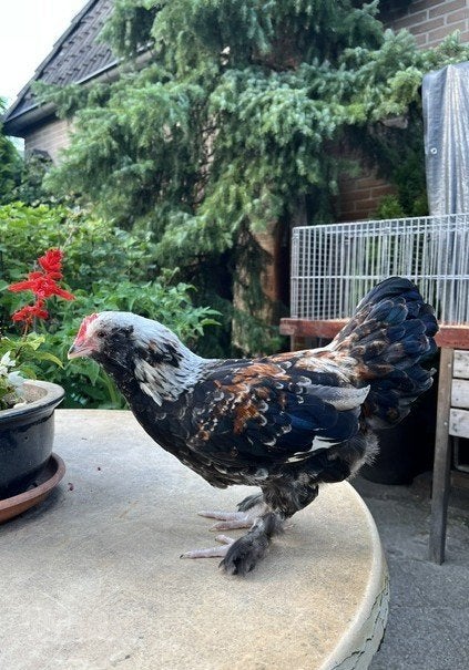 Faverolles kriel haan, Dieren en Toebehoren, Pluimvee, Mannelijk, Kip