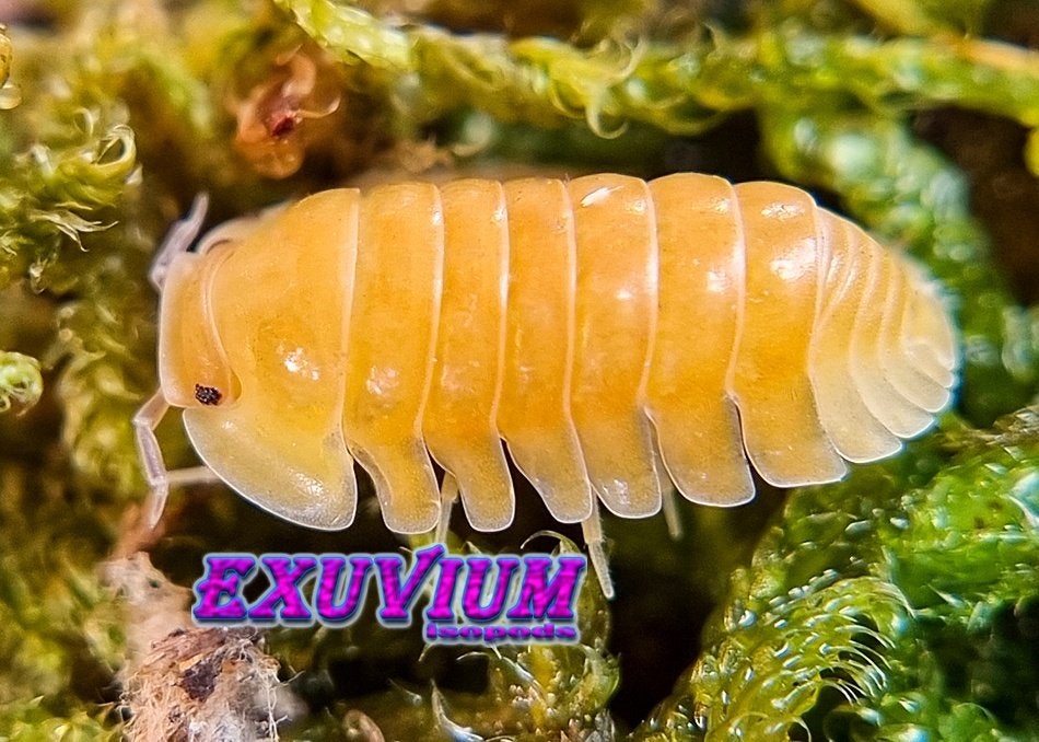 Cubaris sp. Blonde Ducky isopods / pissebedden, Dieren en Toebehoren, Overige soorten