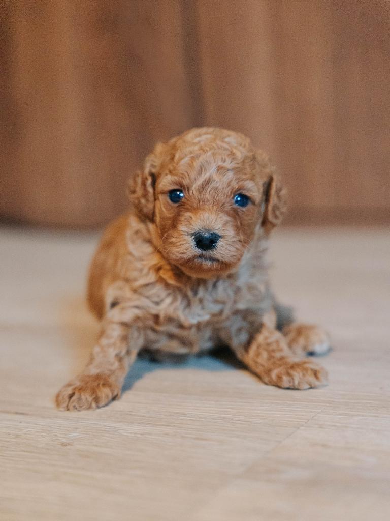 Mini labradoodle pups zoeken een fijn huisje, Parvo, 8 tot 15 weken, Meerdere, Nederland