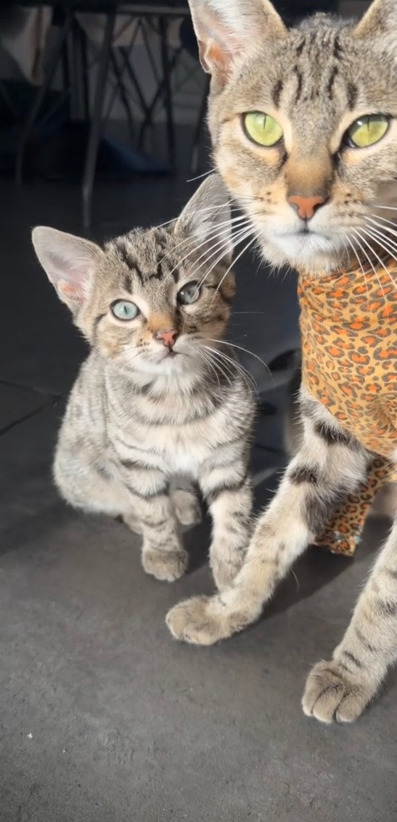 Grijze savannah kruising kitten, Kater