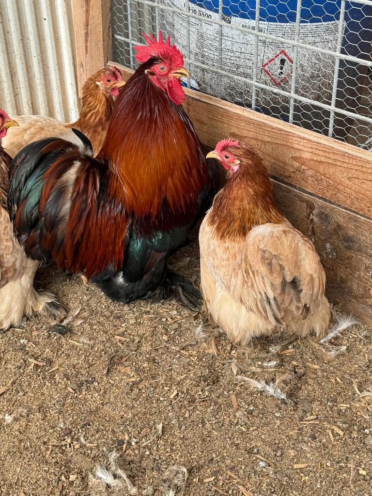 Cochin TARWE, kriel, broedeieren!, Geslacht onbekend, Kip