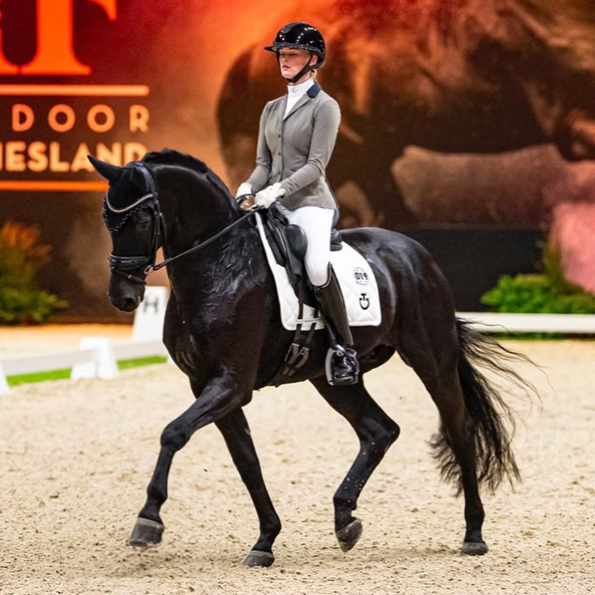 Bloedmooie Lichte Tour dressuurruin, ZZ, Met stamboom, Ruin, Dressuurpaard