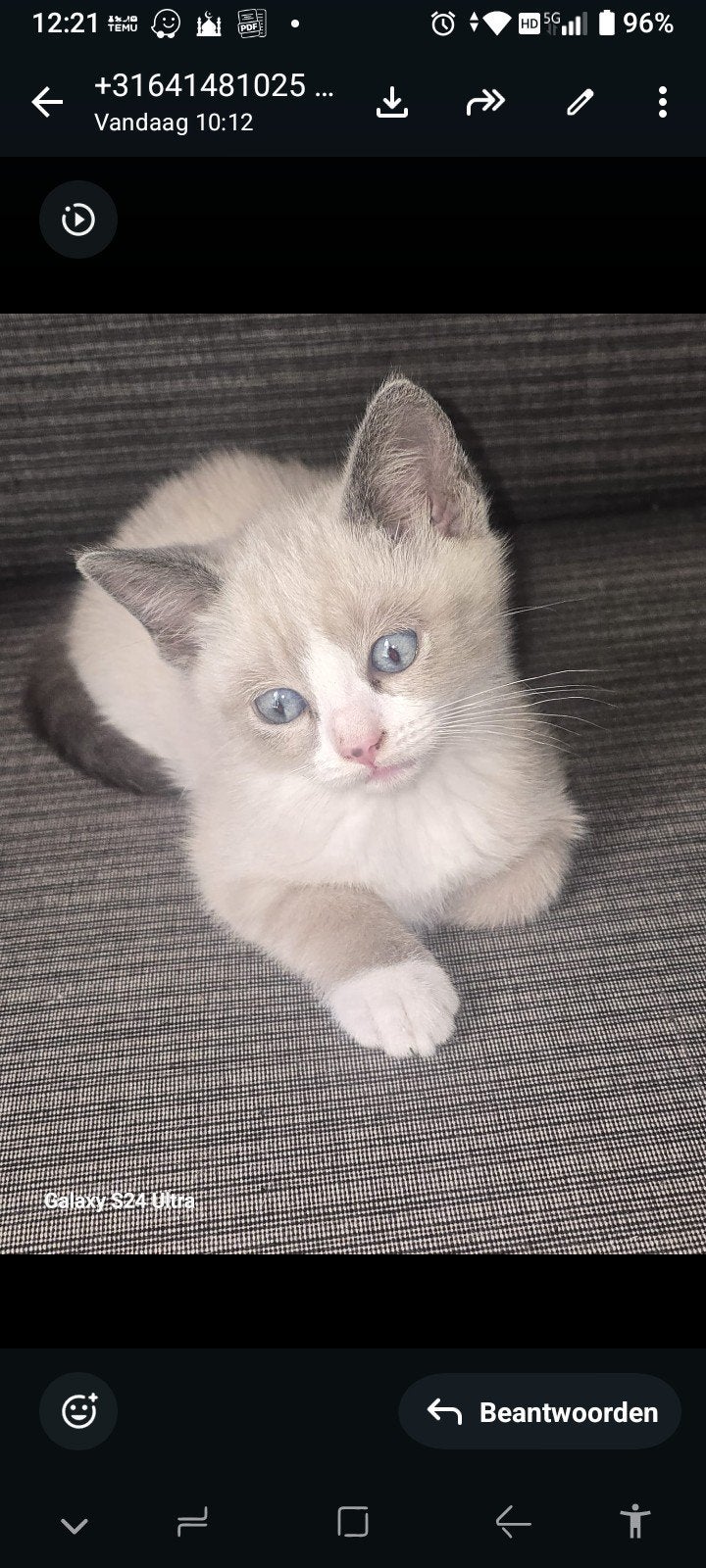 Mooie kruising Ragdoll katten, Poes