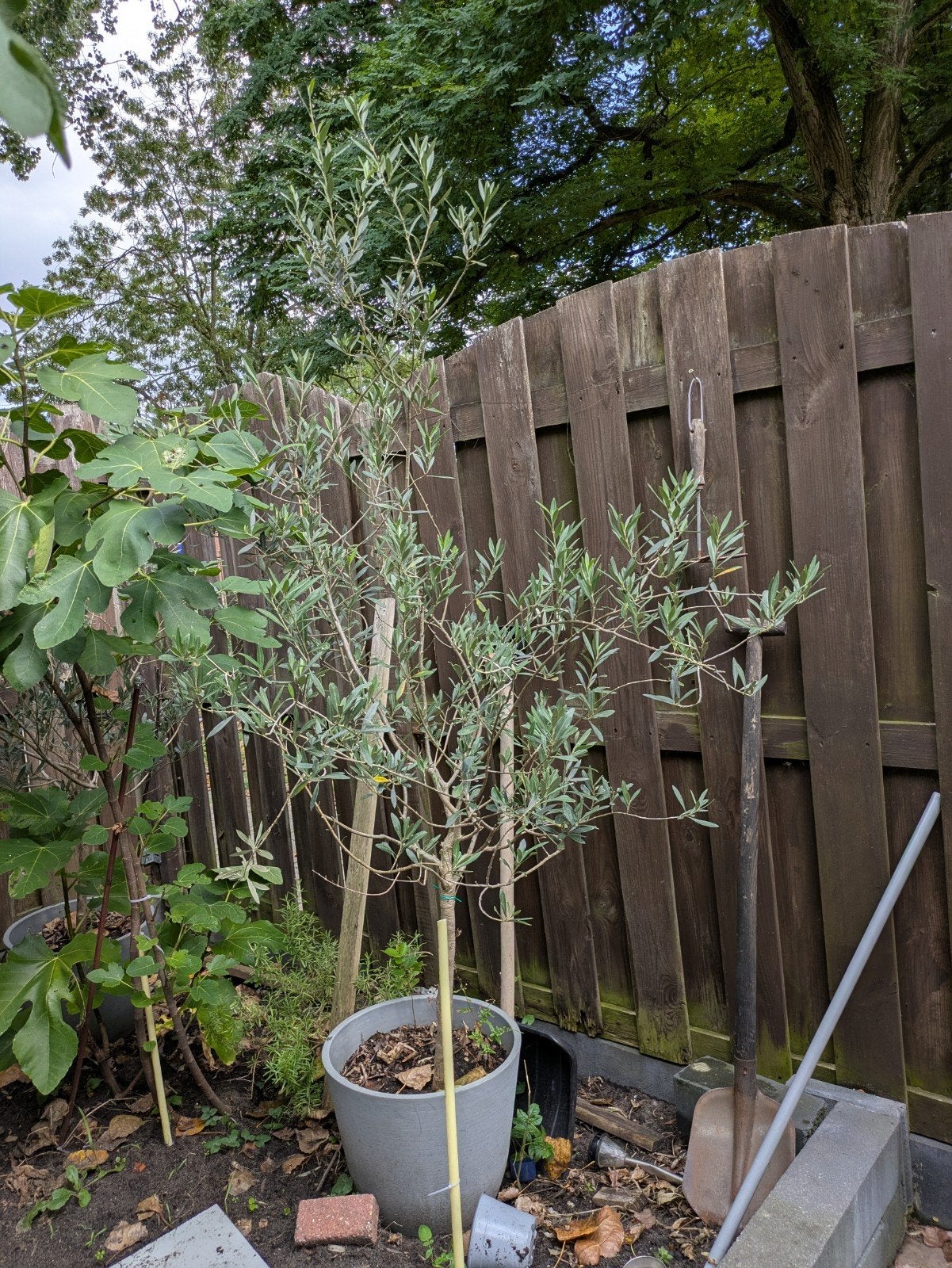 olijf planten, Ophalen, Volle zon, Overige soorten, 100 tot 250 cm