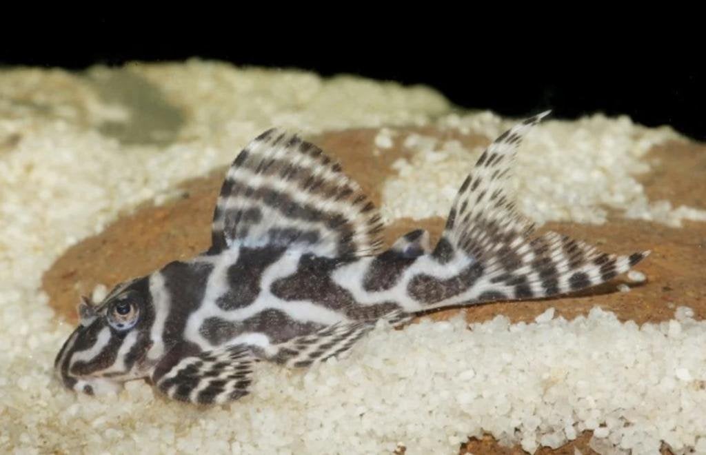 L236 Pleco te koop Exclusieve L-nummer meerval, Dieren en Toebehoren, Vis, Zoetwatervis