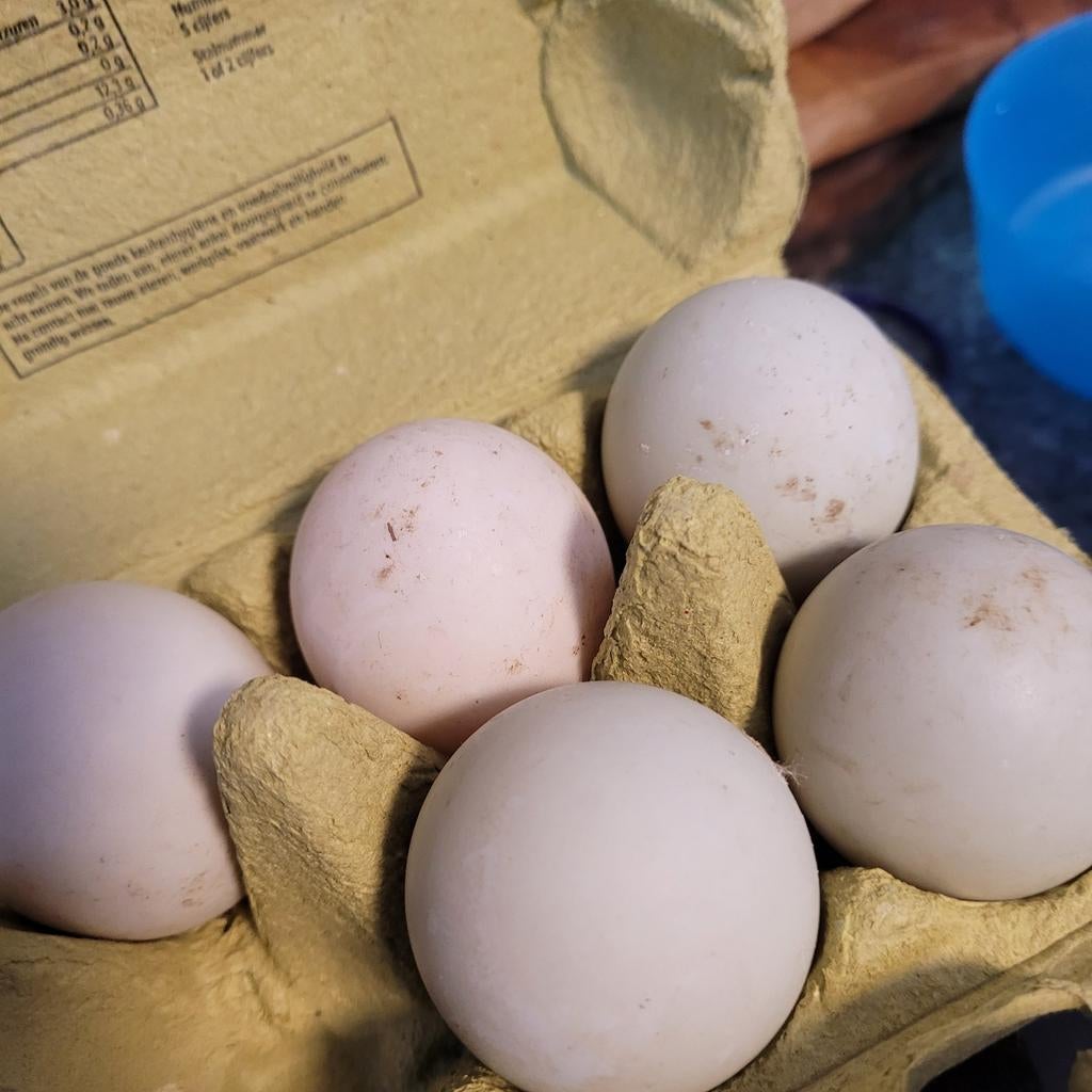 Broedeieren Indische loopeend, Dieren en Toebehoren, Pluimvee, Geslacht onbekend, Eend