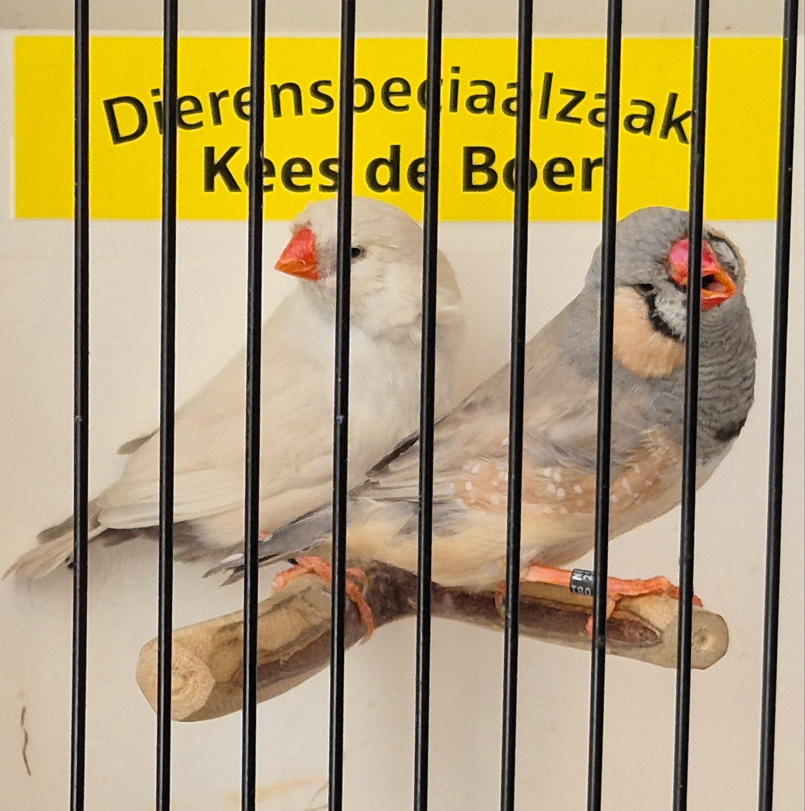Koppel zebravinken pastel/ charcoal, Meerdere dieren, Geringd
