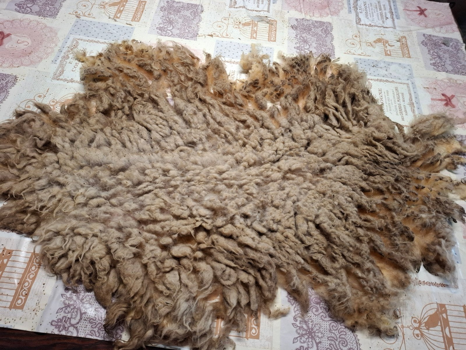 Ruwe vacht van Ouessant schaap,licht van kleur, Ophalen of Verzenden, Nieuw
