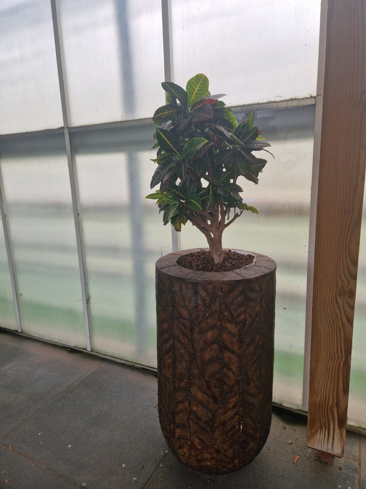 Codiaeum variegatum 'Petra' with large pot, Ophalen, Overige soorten, Halfschaduw, In pot