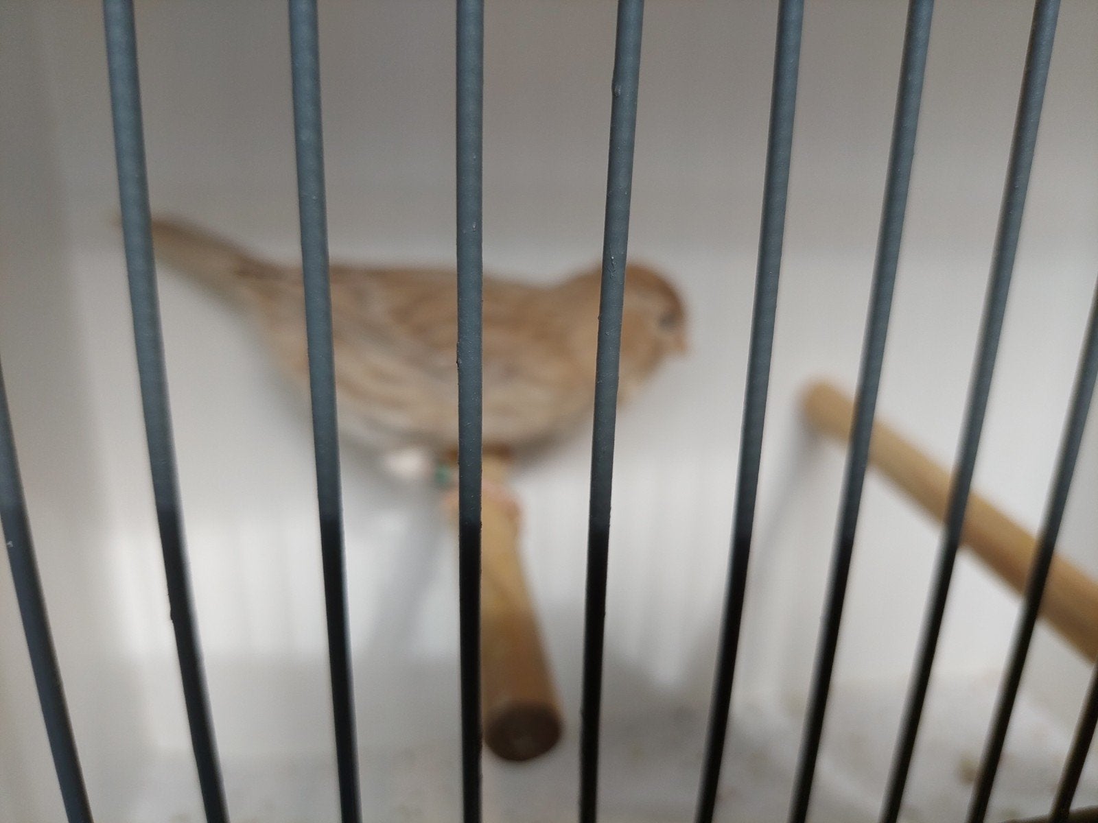 isabel wit, Dieren en Toebehoren, Vrouwelijk, Kleurkanarie