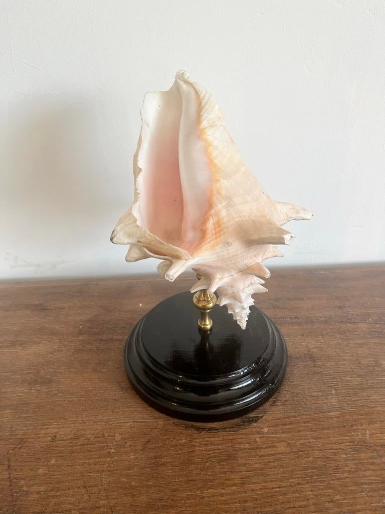 Grote schelp op standaard - Decoratief object, Ophalen of Verzenden