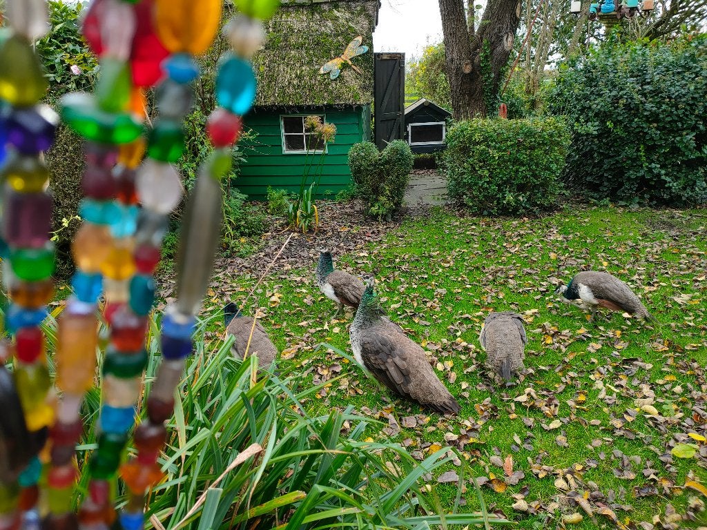 Prachtige jonge mannetjespauw van vorig jaar. Blauwe pauw, Dieren en Toebehoren, Pluimvee, Meerdere dieren, Overige soorten