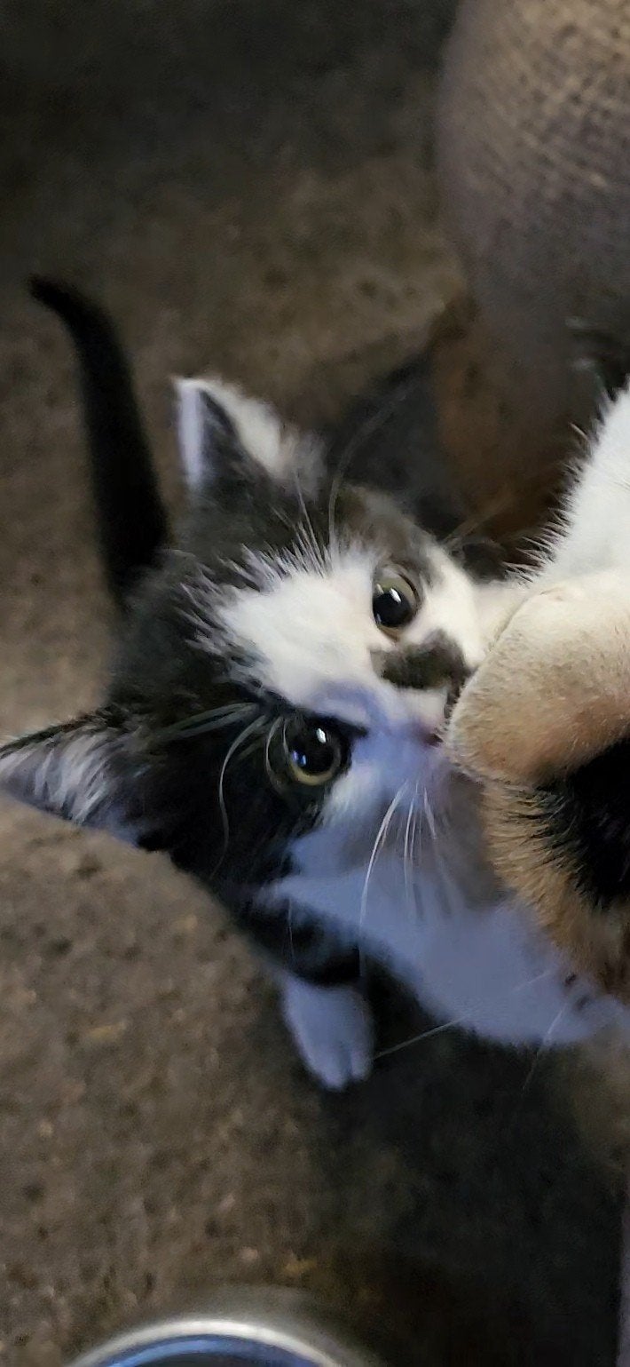 kittens