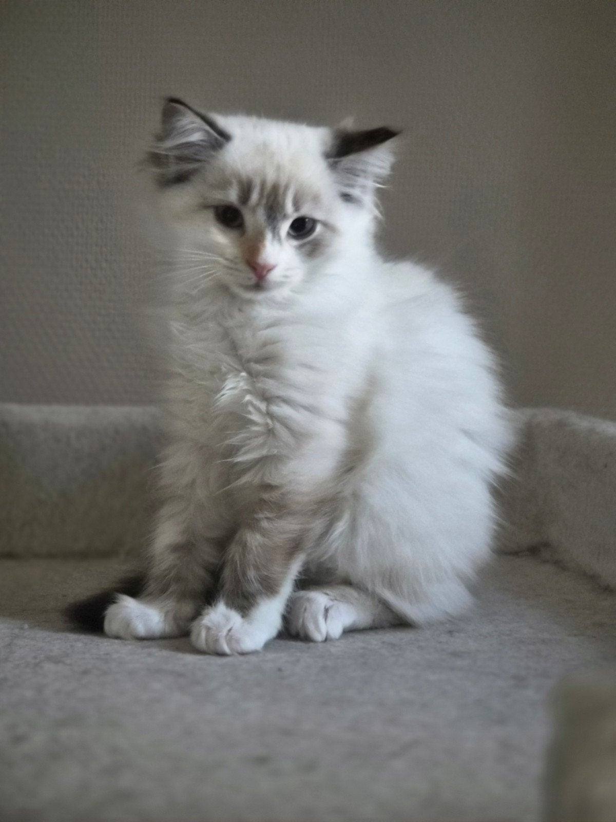 Britse langhaar x Ragdoll kittens, Poes, Ontwormd