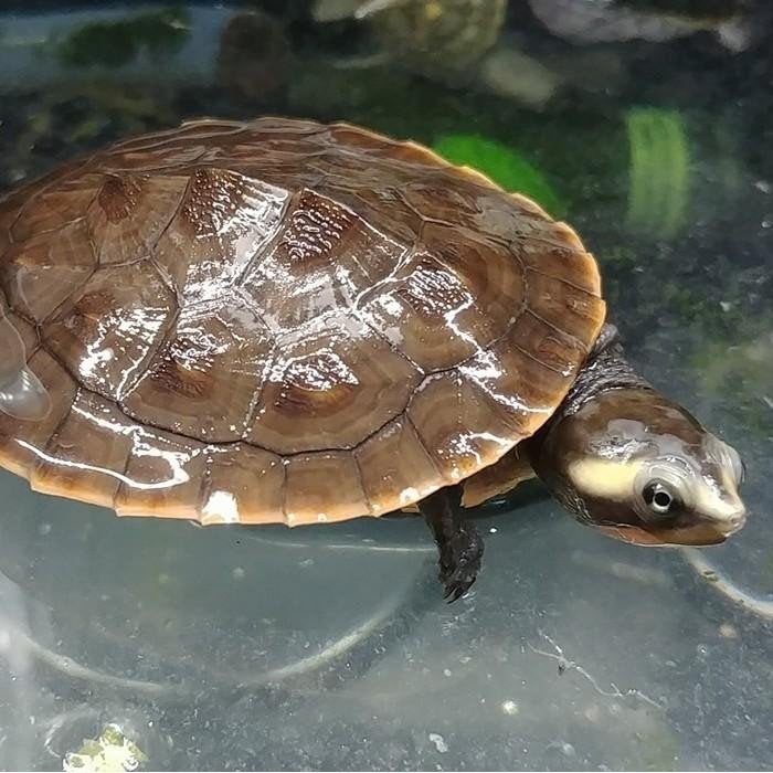 Emydura subglobosa, Schildpad, 0 tot 2 jaar