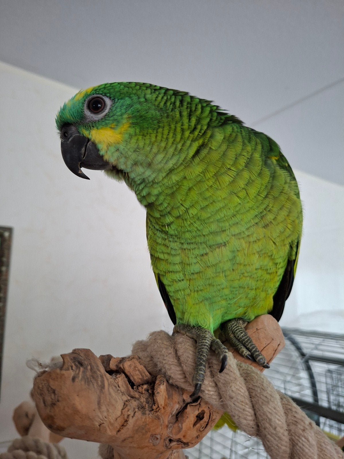handtamme Jonge Blauwvoorhoofd Amazones, Dieren en Toebehoren, Meerdere dieren, Papegaai, Geringd
