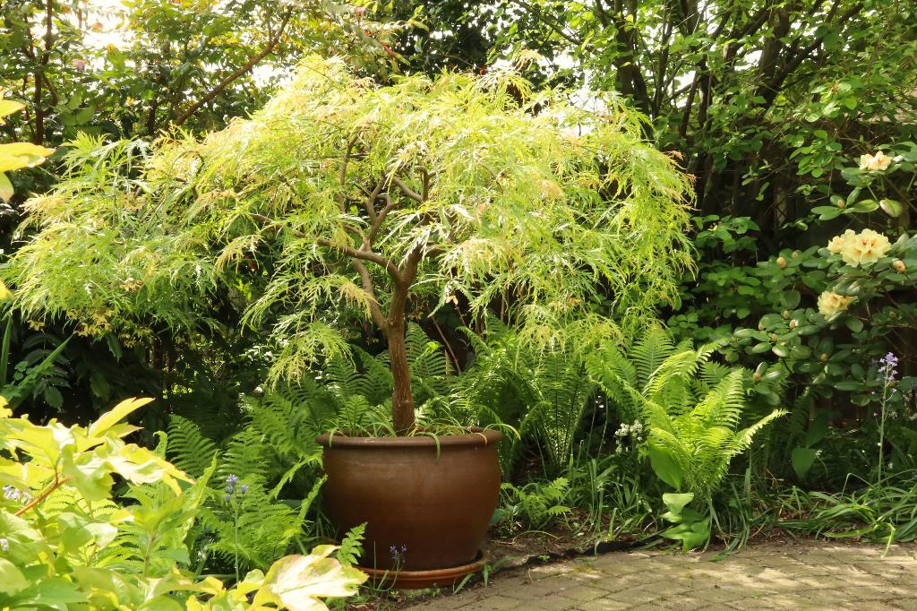 Japanse esdoorn., Tuin en Terras, Planten | Tuinplanten, Vaste plant, Halfschaduw, Lente, Ophalen