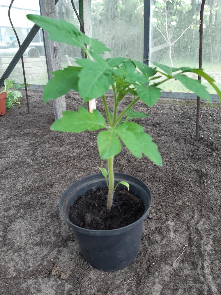 Tomatenplanten, Ophalen, Nieuw, Overige typen