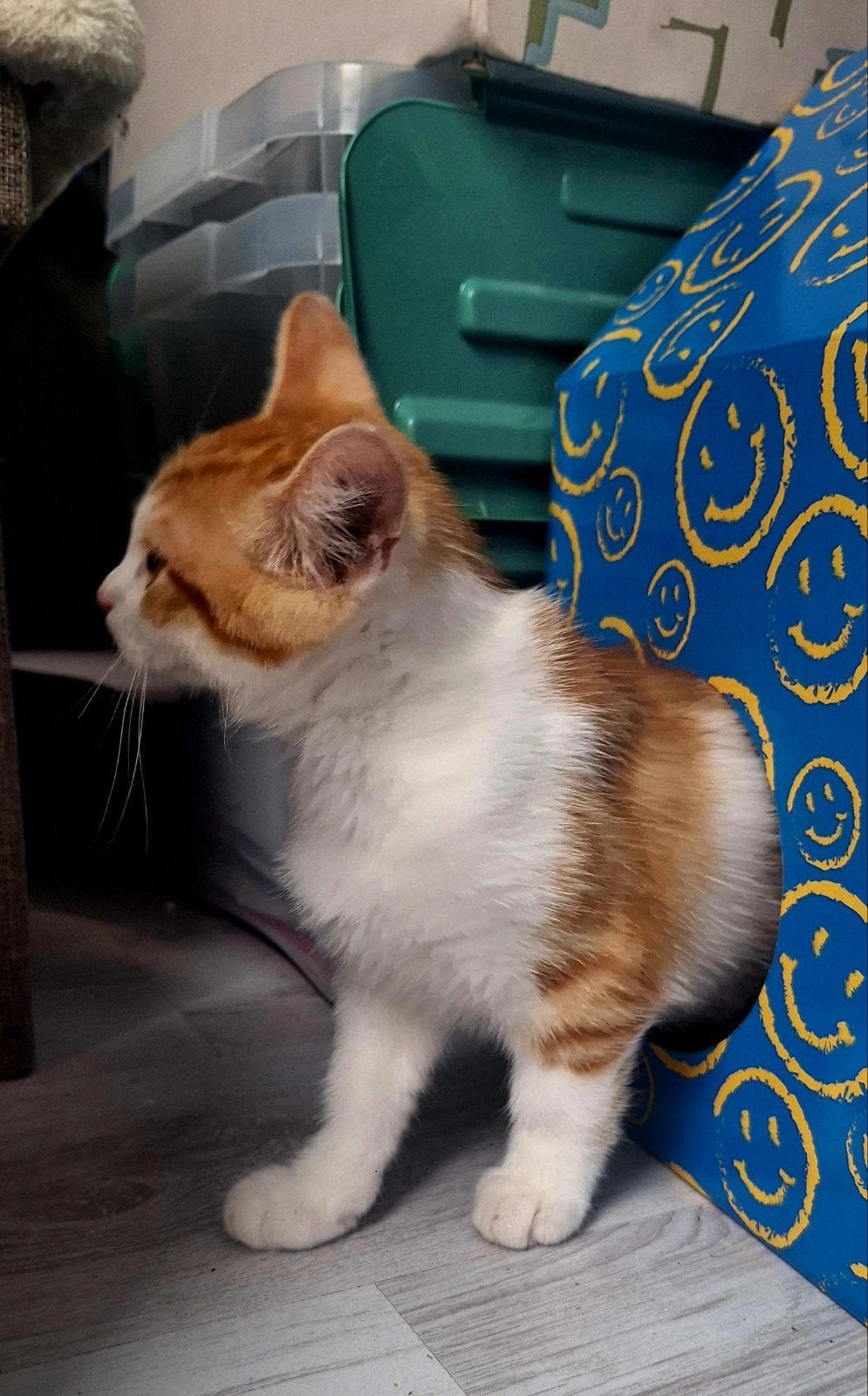 kittens kruising, Meerdere dieren, Ontwormd, 0 tot 2 jaar