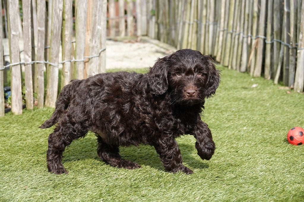 Prachtige Choco mini Labradoodle pup, met stamboom, Dieren en Toebehoren, Parvo, België, 15 weken tot 1 jaar, Eén hond