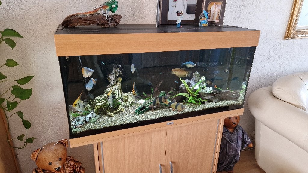 groot juwel aquarium compleet met grote vissen, Ophalen, Gevuld zoetwateraquarium, Zo goed als nieuw, Inclusief vissen