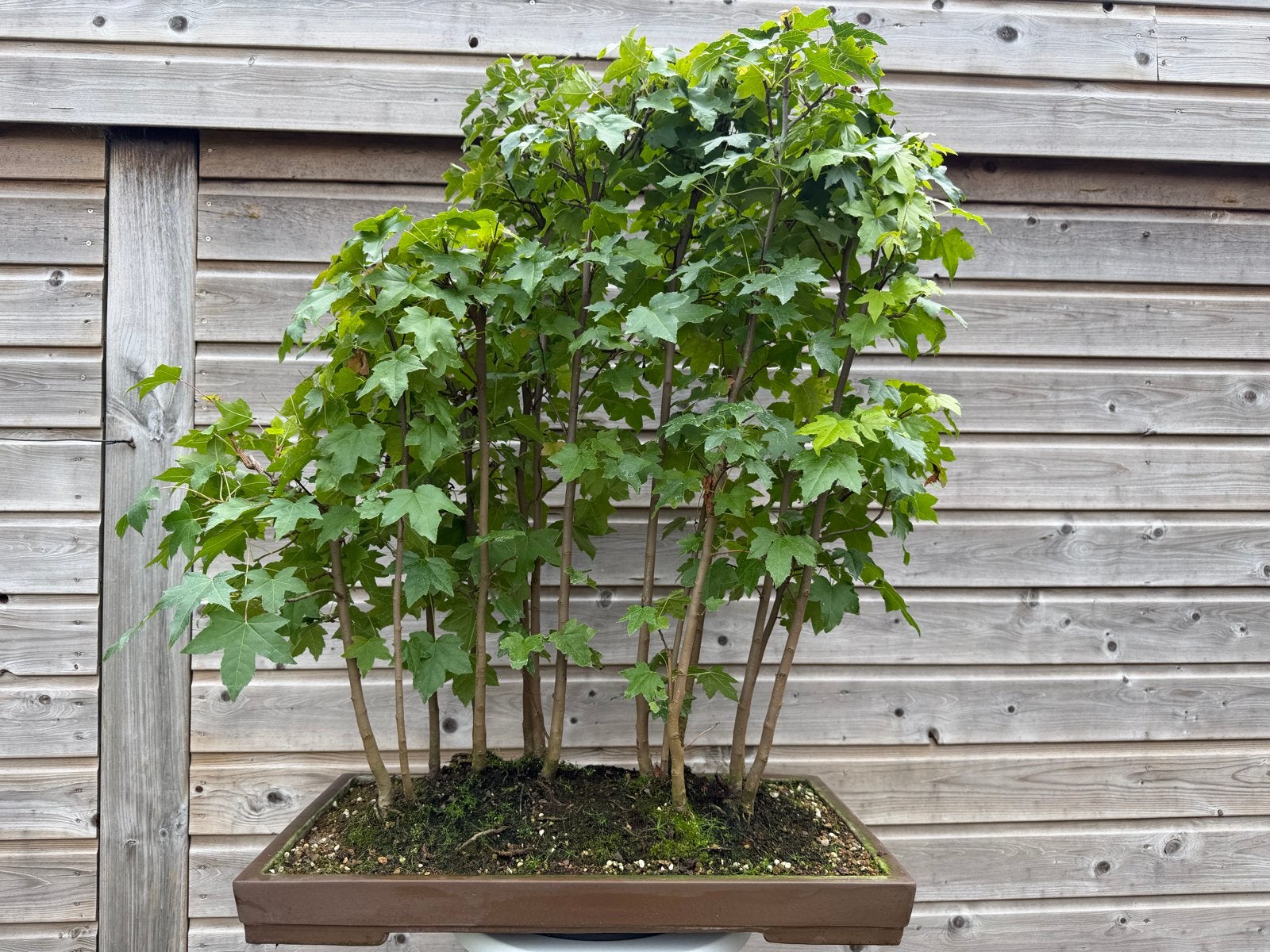 Zeldzame Liquamber Bonsai Bos (15 stuks) in Japanse Pot, Herfst, Overige soorten, Minder dan 100 cm, Ophalen