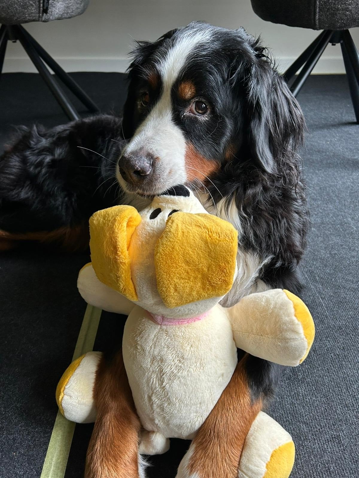 Oppas voor puppy aangeboden tijdens vakantie, Diensten en Vakmensen, Dieren | Honden | Verzorging, Oppas en Les, Particuliere oppas