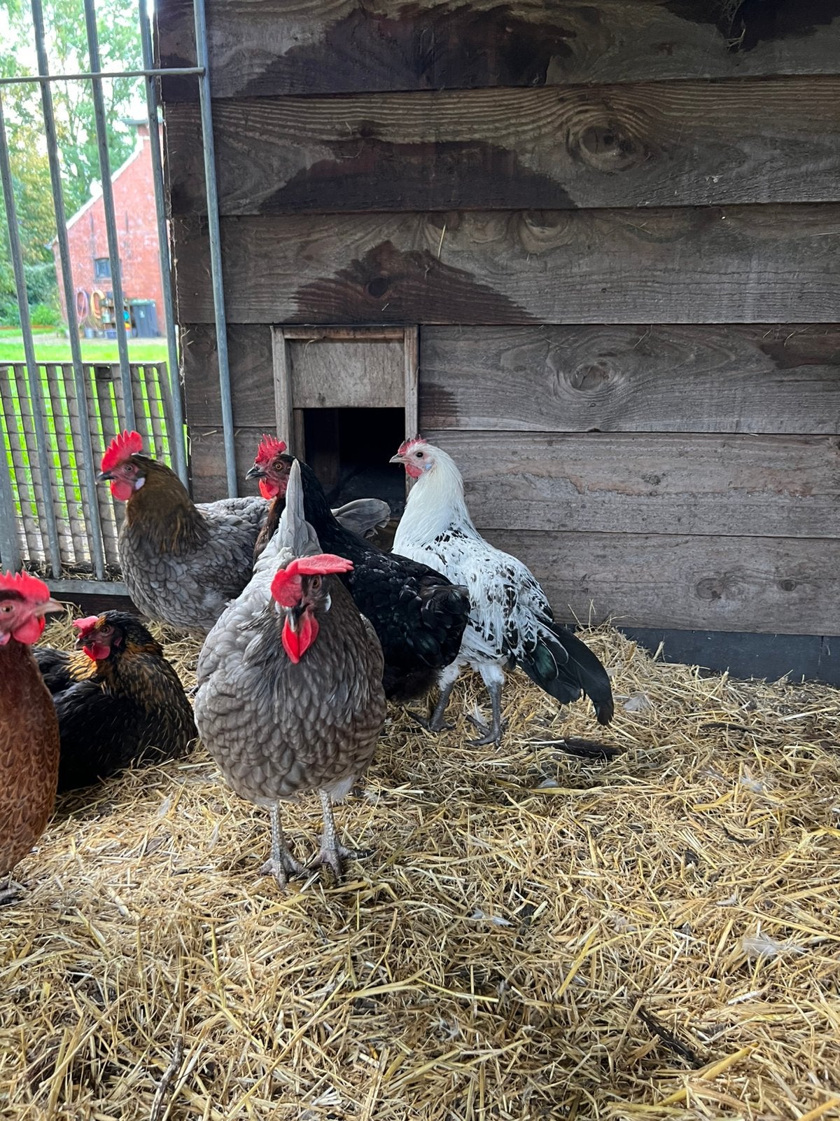 Groninger meeuw haan, Dieren en Toebehoren, Mannelijk, Kip