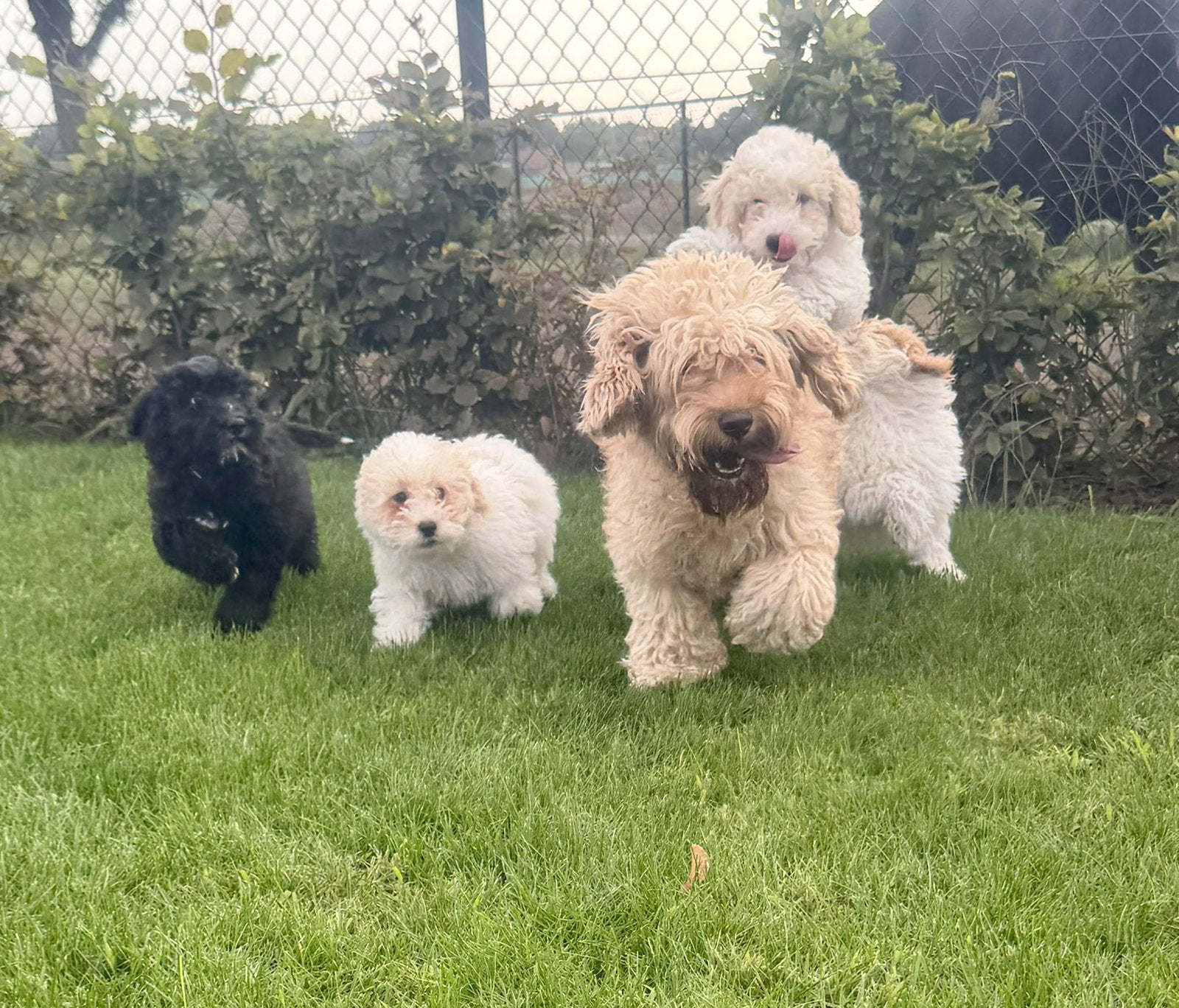 Super leuke boomer pups, Overige rassen, 8 tot 15 weken, Meerdere, Meerdere dieren
