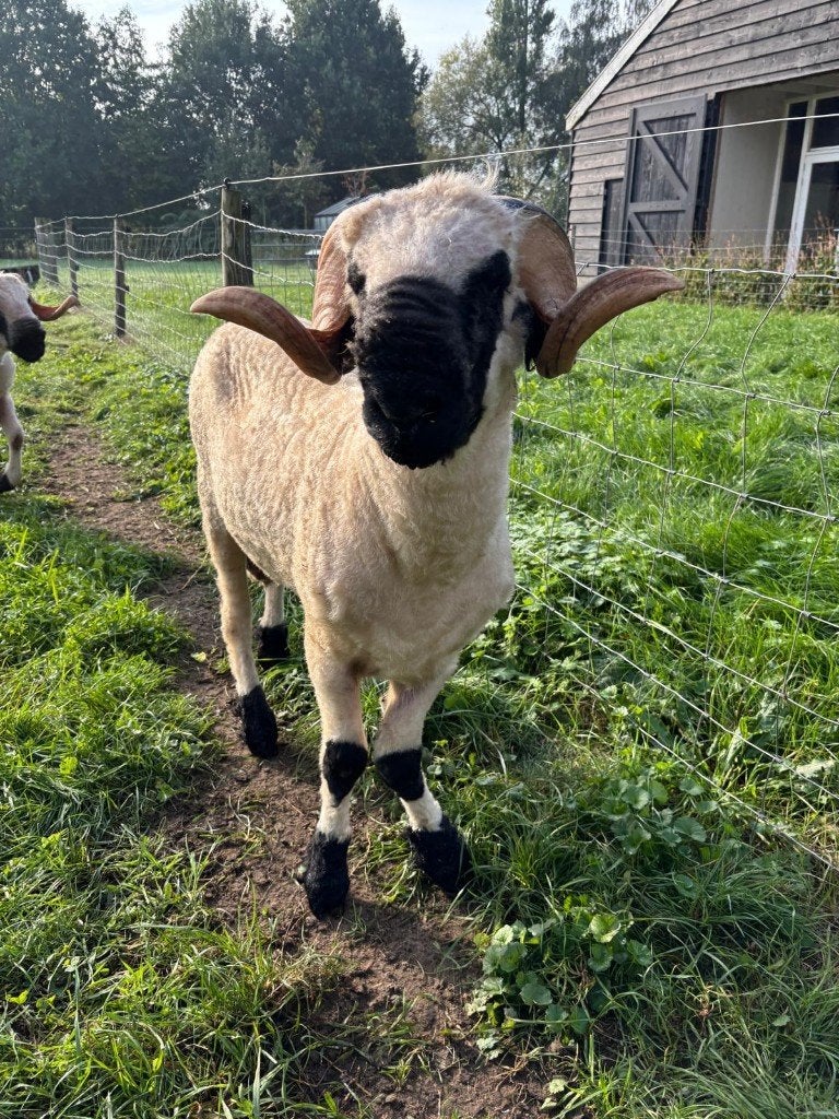 Walliser schwarznase ram Diederik, Dieren en Toebehoren, Mannelijk, Schaap, 0 tot 2 jaar