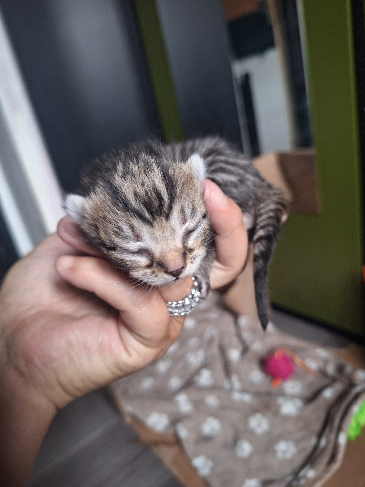 nog 1 katertje!, Dieren en Toebehoren, Meerdere dieren, Kortharig, 0 tot 2 jaar