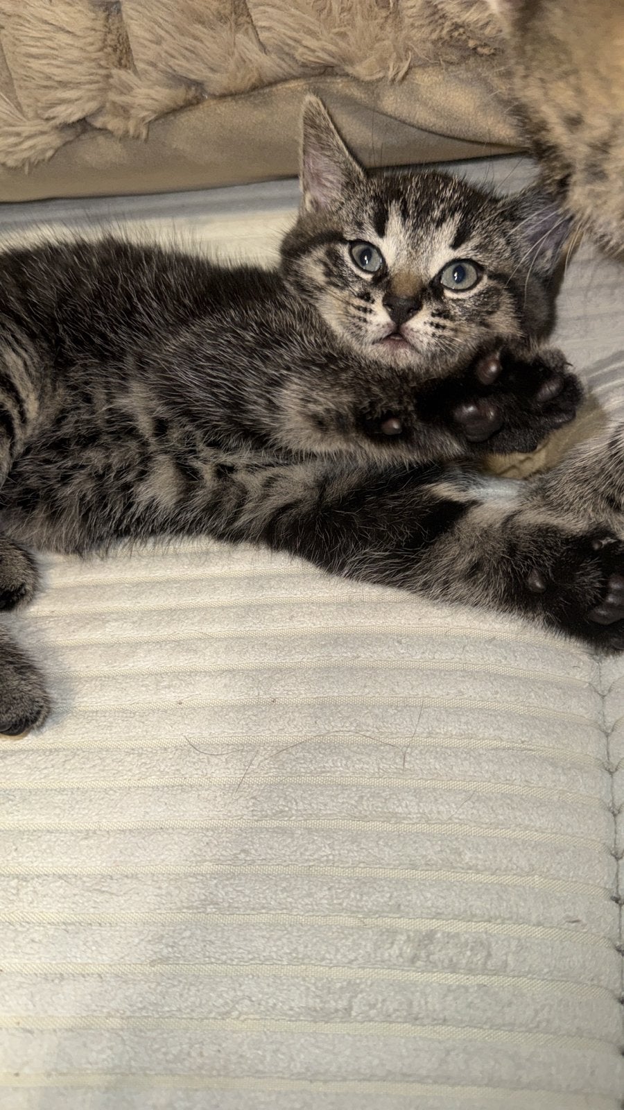 Kitten 9 weken oud, Kater, Kortharig, 0 tot 2 jaar