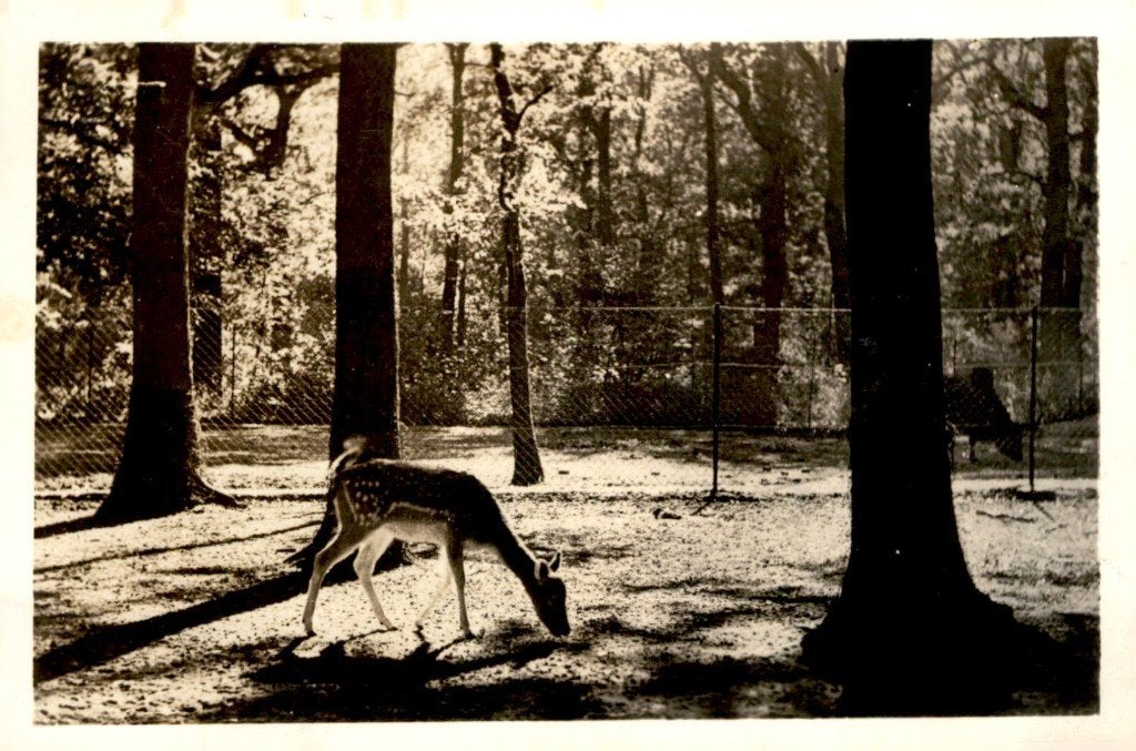 Wassenaar Dierenpark met Damhert # 810, Verzenden, 1940 tot 1960, Gelopen, Zuid-Holland