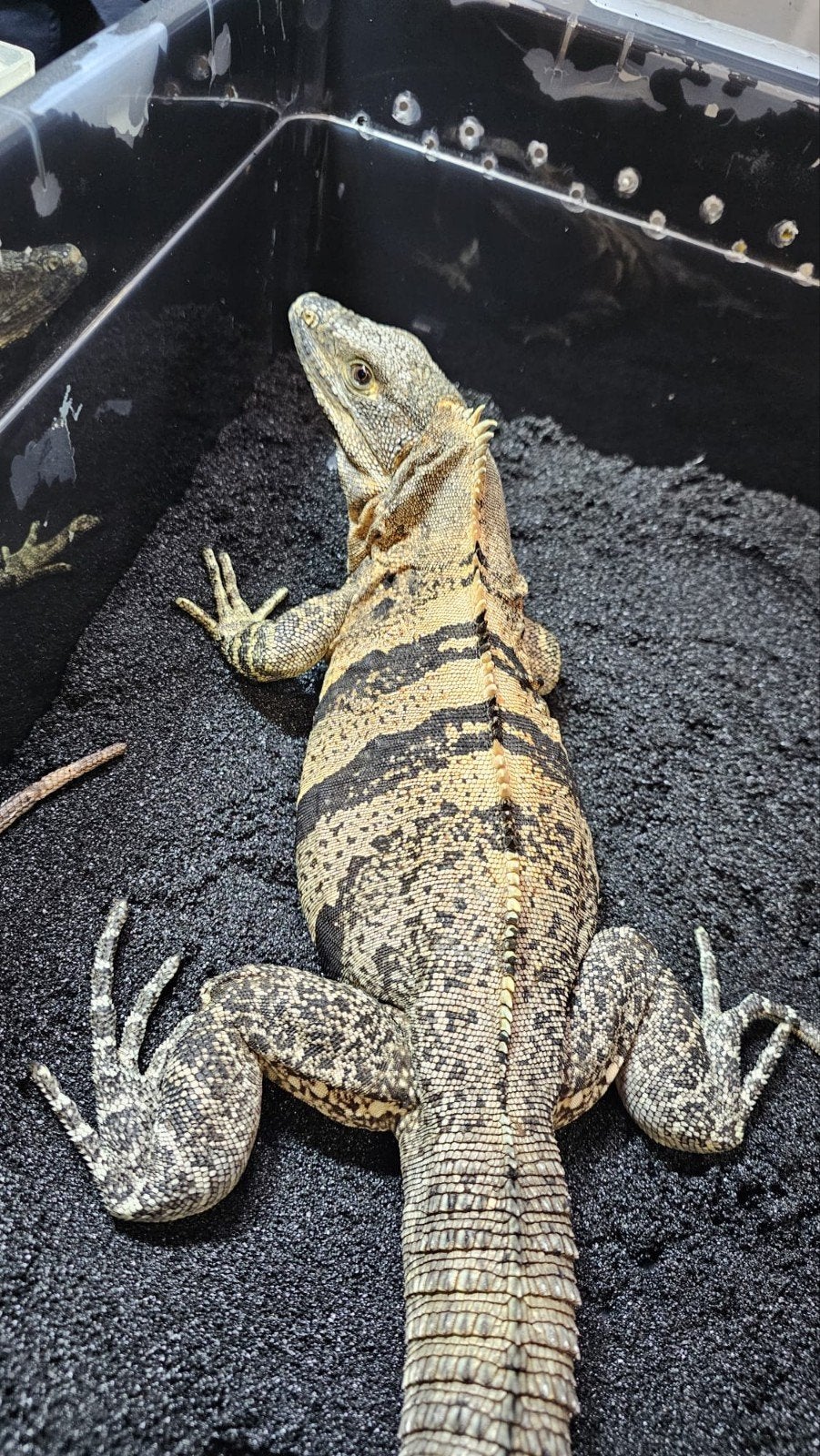 ctenosaura Similis (tiger orange), Hagedis, 3 tot 6 jaar